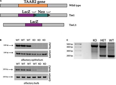 Trace Amine-Associated Receptor 2 Is Expressed in the Limbic Brain Areas and Is Involved in Dopamine Regulation and Adult Neurogenesis